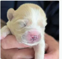 Koda, a female Lhasa Apso for sale in Fort Worth, TX – 8 of 8