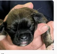 Kip, a male Lhasa Apso for sale in Fort Worth, TX – 7 of 10