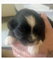 Joy, a female Lhasa Apso for sale in Fort Worth, TX – 5 of 6
