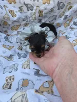 PADDEN YORKIPOO MALE, a male Yorkipoo for sale in Bowling Green, KY – 3 of 7