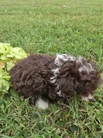 DAINTY TINY TEACUP GIRL, a female Poodle - Toy  for sale in Bowling Green, KY – 5 of 10