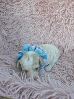 Padigan APRICOT MERLE, a female Poodle - Miniature  for sale in Bowling Green, KY – 9 of 10