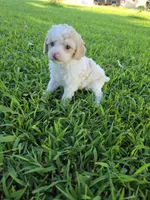 PENELOPE BLUE EYED MINI MERLE, a female Poodle - Miniature  for sale in Bowling Green, KY – 4 of 7