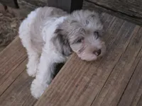 TETLEY LIGHT CHOCOLATE MERLE PARTI WITH BLUE EYE, a male Schnoodle for sale in Bowling Green, KY – 5 of 6