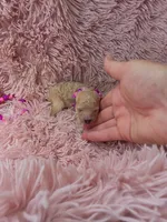 RENEE MINIATURE CREAM GIRL, a female Poodle - Miniature  for sale in Bowling Green, KY – 2 of 7