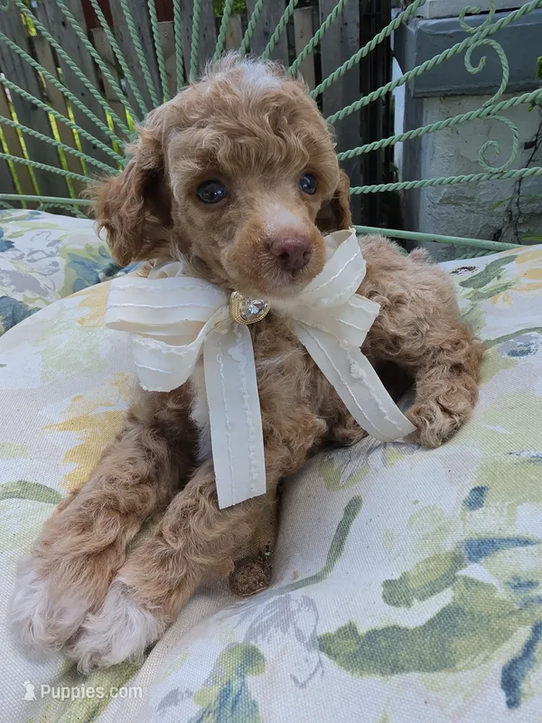 MARISOL CREAMY APRICOT – Poodle - Miniature  puppy for sale in Bowling Green, KY