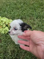 DEARLY TINY TOY GIRL, a female Poodle - Toy  for sale in Bowling Green, KY – 8 of 10