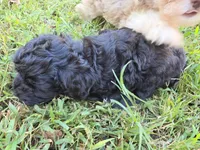 WILTON BLACK SCHNOODLE BOY, a male Schnoodle for sale in Bowling Green, KY – 8 of 9