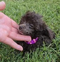 KAYLEE TEACUP POODLE, a female Poodle - Toy  for sale in Bowling Green, KY – 7 of 10