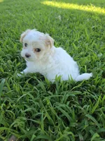 PRISSY MORKIPOO GIRL, a female Yorkipoo and Maltese for sale in Bowling Green, KY – 3 of 9