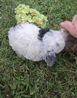 DEARLY TINY TOY GIRL, a female Poodle - Toy  for sale in Bowling Green, KY – 7 of 10