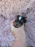 PAGEANT YORKIPOO GIRL, a female Yorkipoo for sale in Bowling Green, KY – 7 of 10