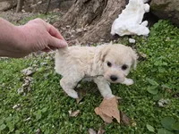 VANILLA BEAN SCHNOODLE GIRL, a female Schnoodle for sale in Bowling Green, KY – Photo 9 of 10