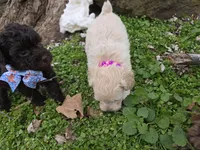 VANILLA BEAN SCHNOODLE GIRL, a female Schnoodle for sale in Bowling Green, KY – Photo 4 of 10