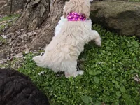 VANILLA BEAN SCHNOODLE GIRL, a female Schnoodle for sale in Bowling Green, KY – Photo 5 of 10