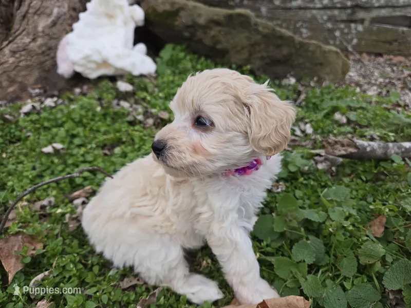 VANILLA BEAN SCHNOODLE GIRL