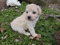VANILLA BEAN SCHNOODLE GIRL, a female Schnoodle for sale in Bowling Green, KY – Photo 2 of 10