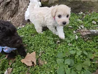 VANILLA BEAN SCHNOODLE GIRL, a female Schnoodle for sale in Bowling Green, KY – Photo 10 of 10