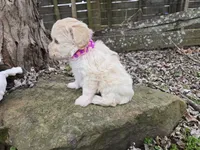 VANILLA BEAN SCHNOODLE GIRL, a female Schnoodle for sale in Bowling Green, KY – Photo 8 of 10