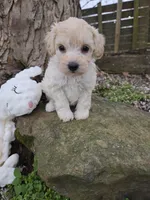VANILLA BEAN SCHNOODLE GIRL, a female Schnoodle for sale in Bowling Green, KY – Photo 3 of 10