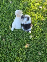 PRISSY MORKIPOO GIRL, a female Yorkipoo and Maltese for sale in Bowling Green, KY – 5 of 9