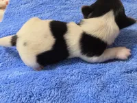 ABNERS BOY, a male Morkie for sale in Bowling Green, KY – 4 of 7