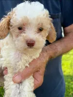 APRICOT MERLE PARTI BOY, a male Schnoodle for sale in Bowling Green, KY – 2 of 3