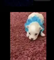 Shawn, a male Maltese for sale in Bowling Green, KY – 4 of 7