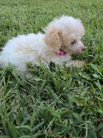 KELLY TEACUP POODLE, a female Poodle - Toy  for sale in Bowling Green, KY – 2 of 10
