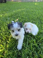 PAXTON MORKIPOO BOY, a male Yorkipoo and Maltese for sale in Bowling Green, KY – 10 of 10