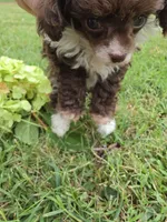DAINTY TINY TEACUP GIRL, a female Poodle - Toy  for sale in Bowling Green, KY – 9 of 10