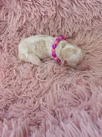 Padigan, a female Poodle - Miniature  for sale in Bowling Green, KY – 6 of 10