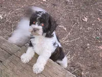 TIPPER CHOCOLATE PARTI BOY, a male Schnoodle for sale in Bowling Green, KY – 3 of 6
