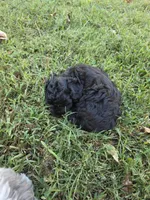 WILTON BLACK SCHNOODLE BOY, a male Schnoodle for sale in Bowling Green, KY – 9 of 9