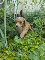 PARASOL LIGHT RED, a female Poodle - Miniature  for sale in Bowling Green, KY – 8 of 10