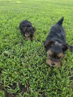 PRESTON YORKIPOO MALE, a male Yorkipoo for sale in Bowling Green, KY – 5 of 8