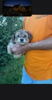 BLUE MERLE AND TAN, a male Yorkipoo for sale in Bowling Green, KY – 4 of 5