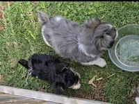 TINY PLUSH TEACUP , a male Yorkipoo for sale in Bowling Green, KY – Photo 10 of 10