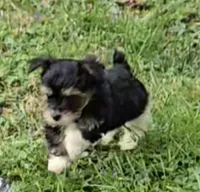 TINY PLUSH TEACUP , a male Yorkipoo for sale in Bowling Green, KY – Photo 9 of 10
