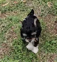 TINY PLUSH TEACUP , a male Yorkipoo for sale in Bowling Green, KY – Photo 8 of 10