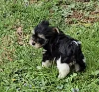 TINY PLUSH TEACUP , a male Yorkipoo for sale in Bowling Green, KY – Photo 7 of 10