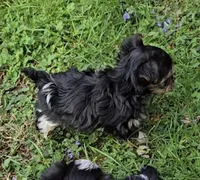 TINY PLUSH TEACUP , a male Yorkipoo for sale in Bowling Green, KY – Photo 2 of 10