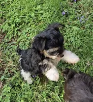 TINY PLUSH TEACUP , a male Yorkipoo for sale in Bowling Green, KY – Photo 3 of 10