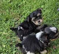 TINY PLUSH TEACUP , a male Yorkipoo for sale in Bowling Green, KY – Photo 5 of 10