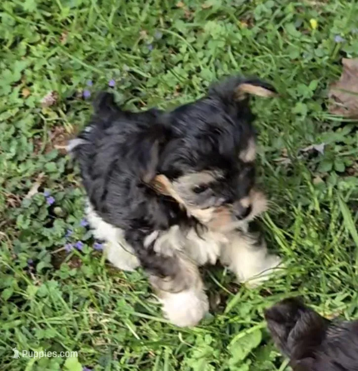 TINY PLUSH TEACUP  – Yorkipoo puppy for sale in Bowling Green, KY