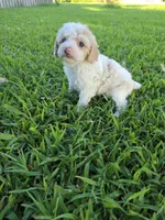 PENELOPE BLUE EYED MINI MERLE, a female Poodle - Miniature  for sale in Bowling Green, KY – 6 of 7
