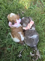 GRACE BLUE PARTI YORKIPOO, a female Yorkipoo for sale in Bowling Green, KY – 5 of 10