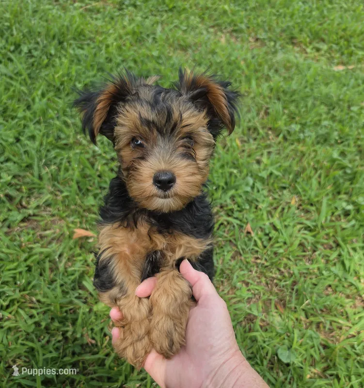 PRESTON YORKIPOO MALE – Yorkipoo puppy for sale in Bowling Green, KY