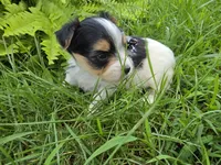 ABNER & BUBBLES TINY BOY, a male Morkie for sale in Bowling Green, KY – 7 of 10