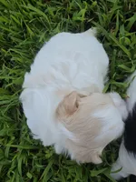 MORKIPOO APRICOT PARTI GIRL, a female Poodle - Toy  and Morkie for sale in Bowling Green, KY – 9 of 10